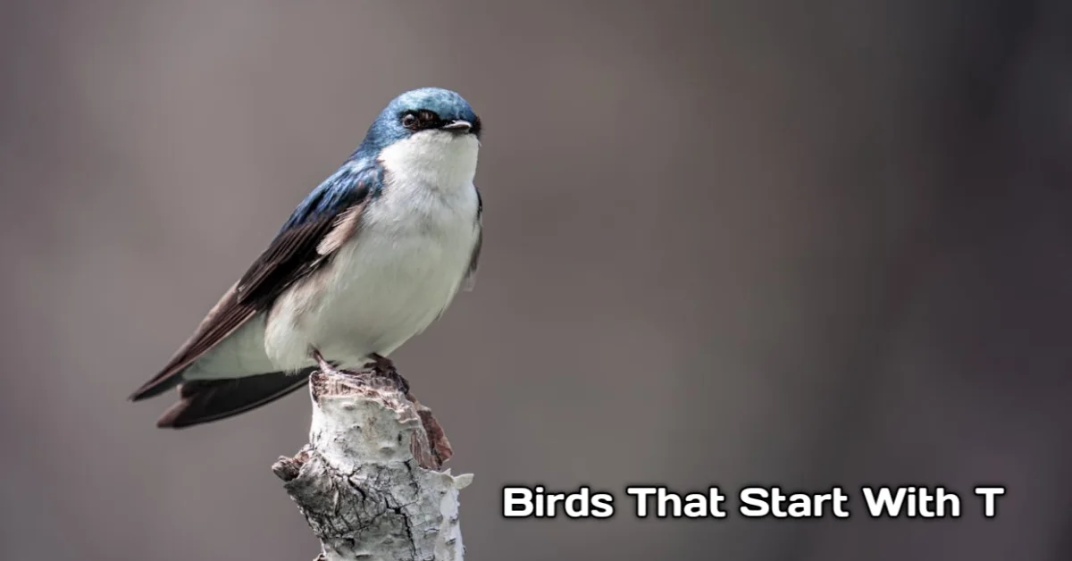 Birds That Start With T