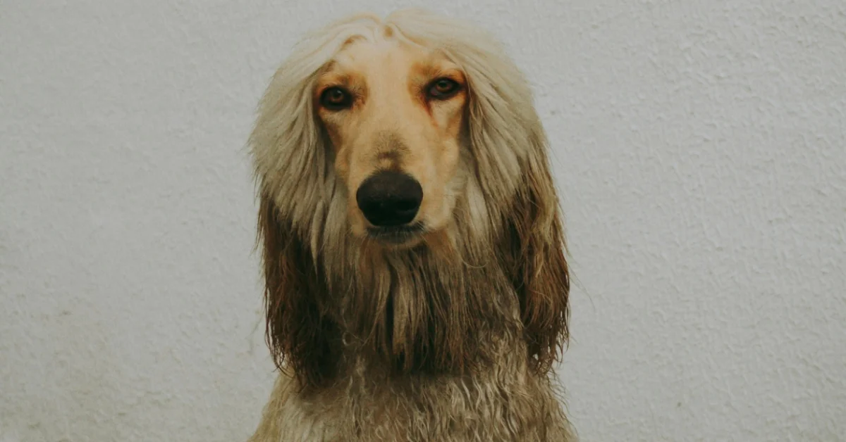Afghan Hound