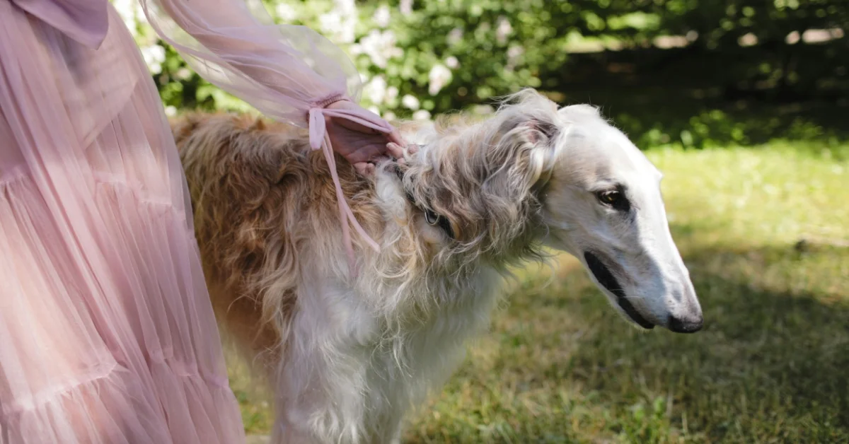 Borzoi