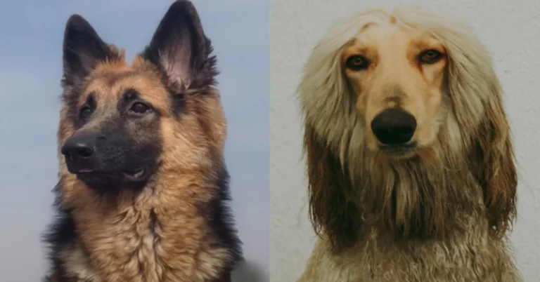 Fastest Dog Breeds In The World
