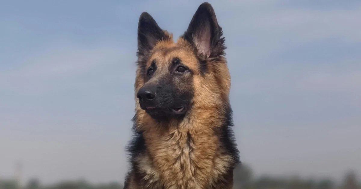 German Shepherd