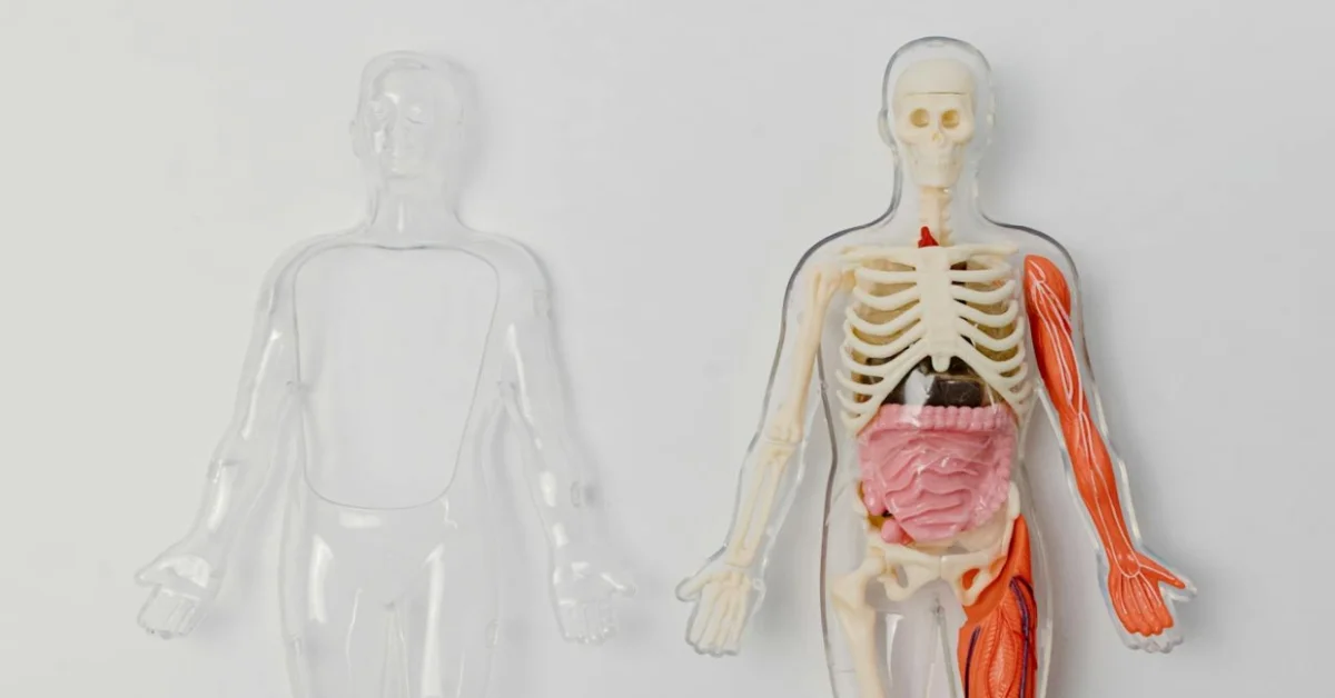 Human Skeleton and Internal Organs Human Skeleton and Internal Organs