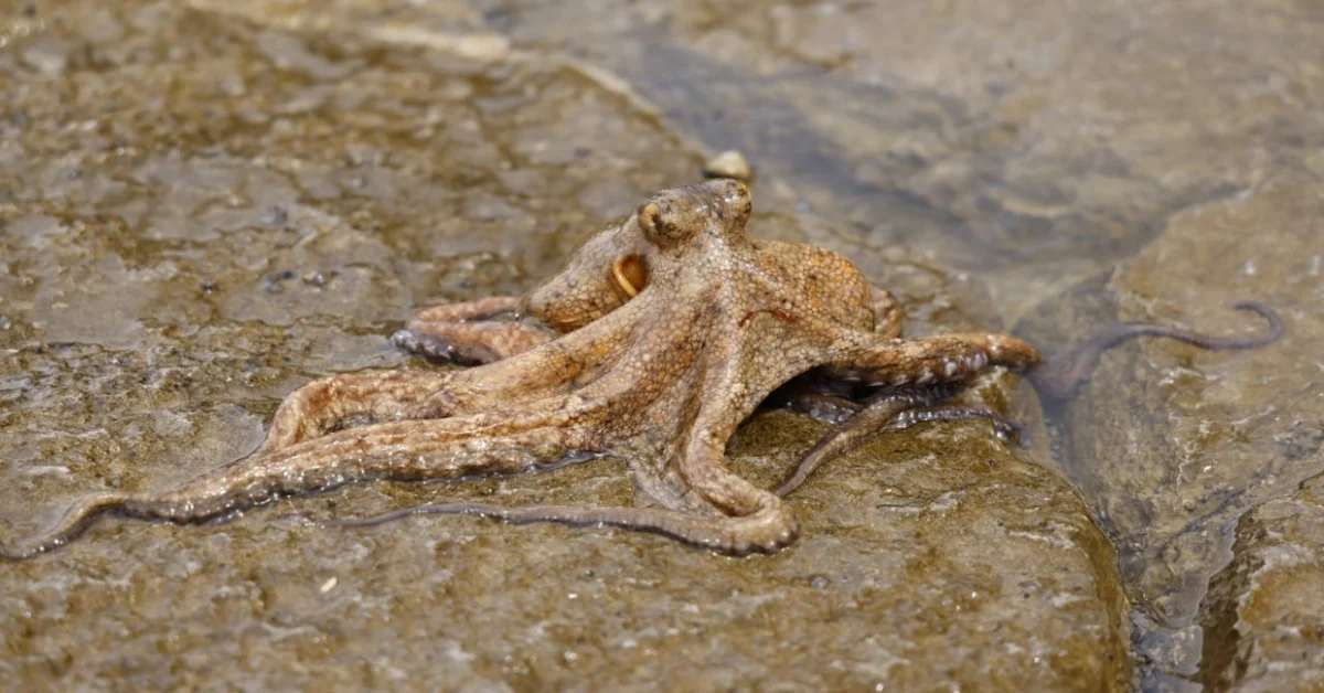 Octopus Octopus