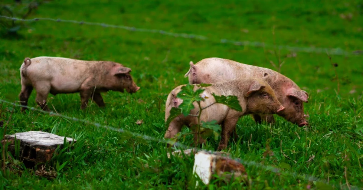 Pigs Pigs