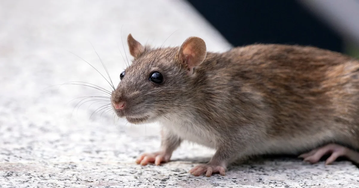 Rat Rat