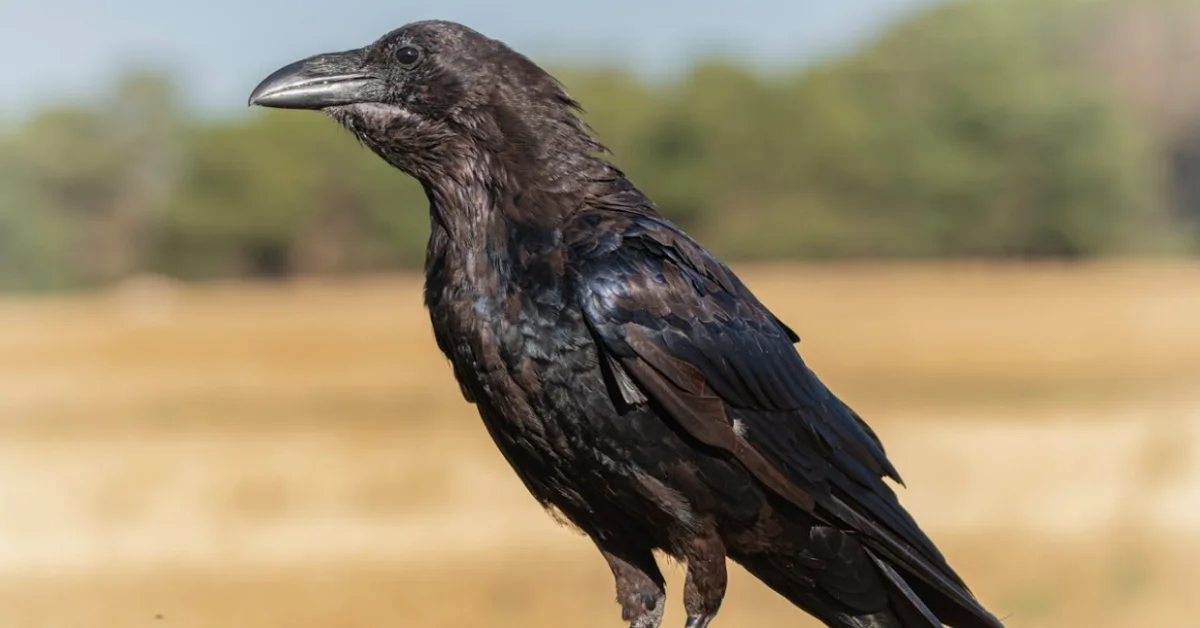 Raven Raven