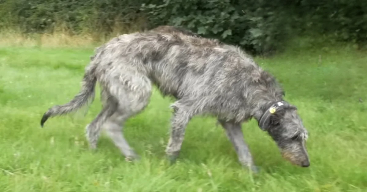 Scottish Deerhound