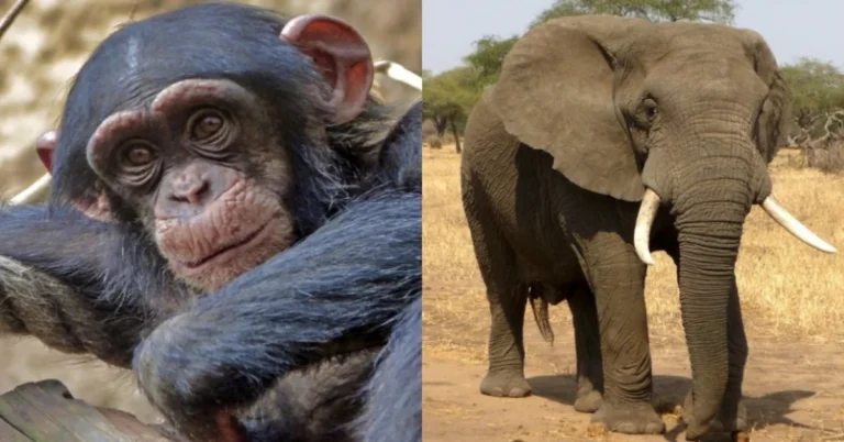 The Most Intelligent Animals On Earth