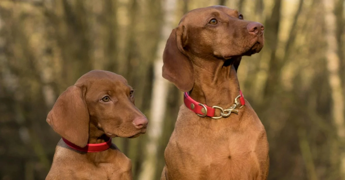 Vizsla