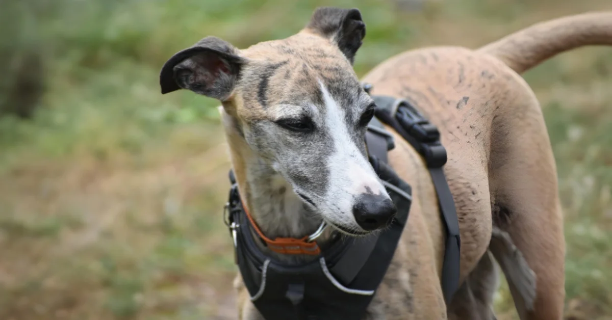 Whippet