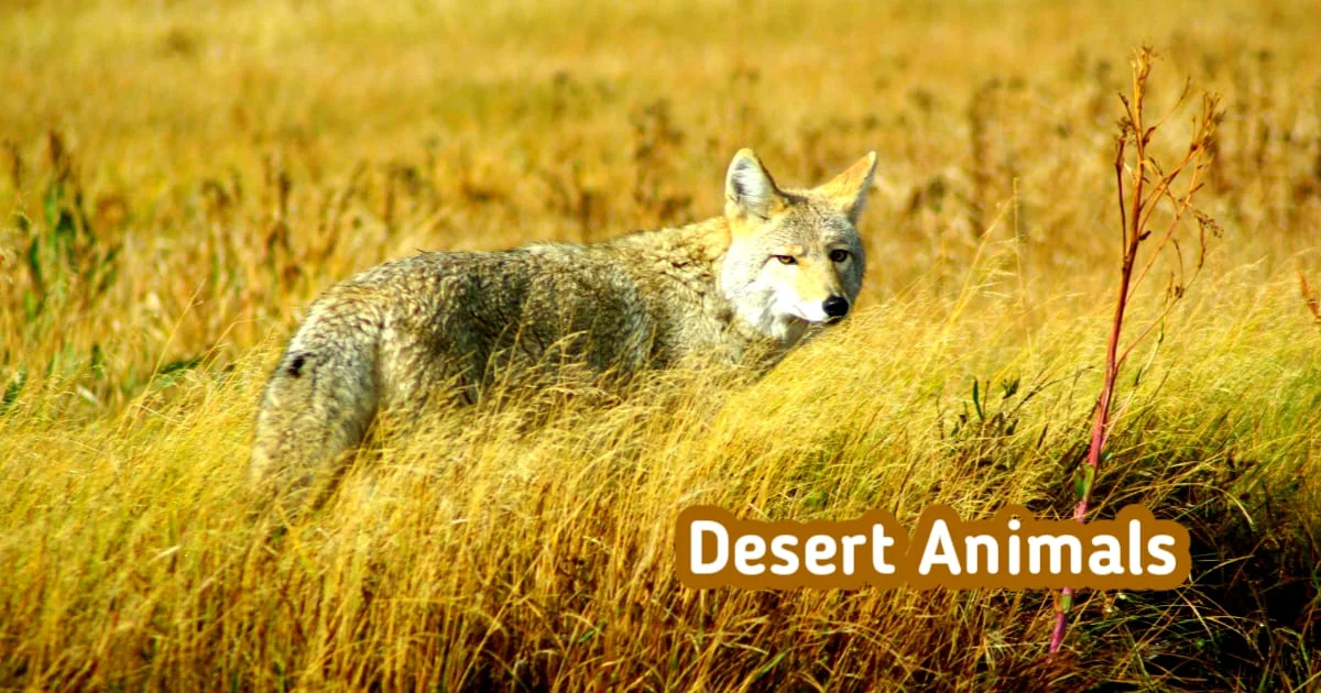 Desert Animals - A Coyote on a Grass Field