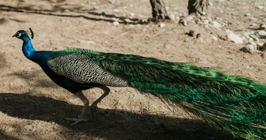 A Beautiful Peacock
