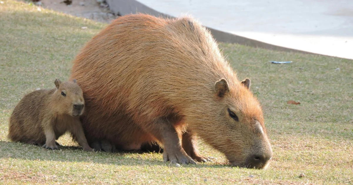 A Capybara with a Pup A Capybara with a Pup