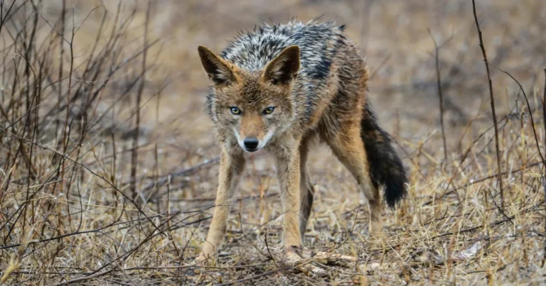 A Coyote on Brown Grass