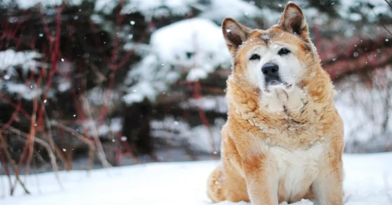 Akita