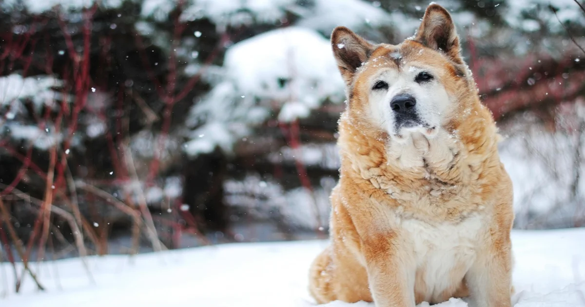 Akita