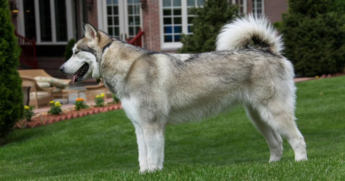 Alaskan Malamute