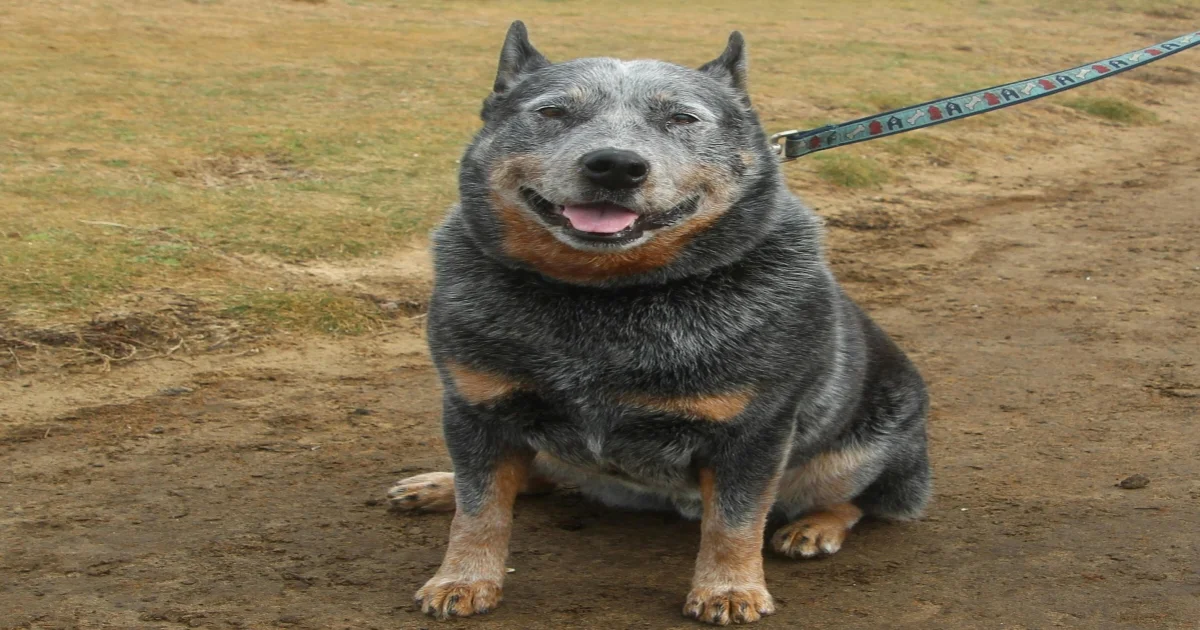 Queensland Heeler (Australian Cattle Dog)