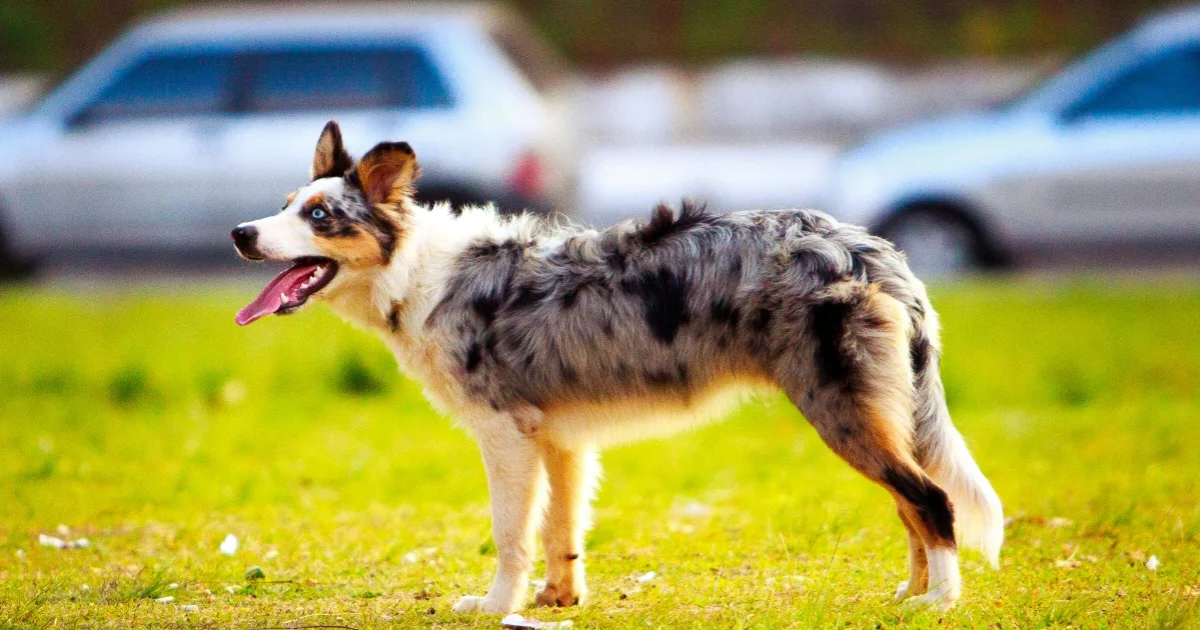 Australian Shepherd