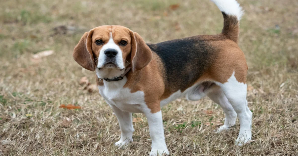 Beagle