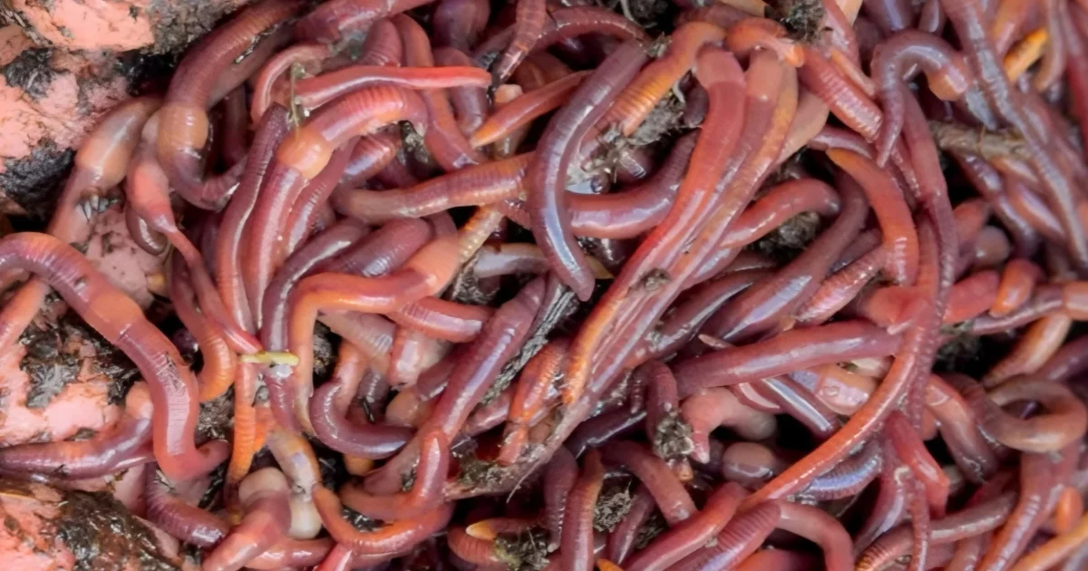 Brandling Worms (Eisenia fetida)