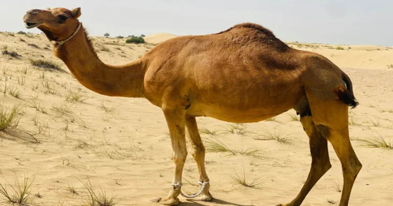 Camel on Desert