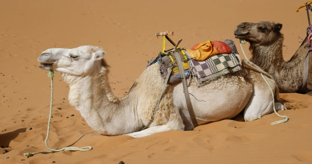 Camels are sitting in the Desert