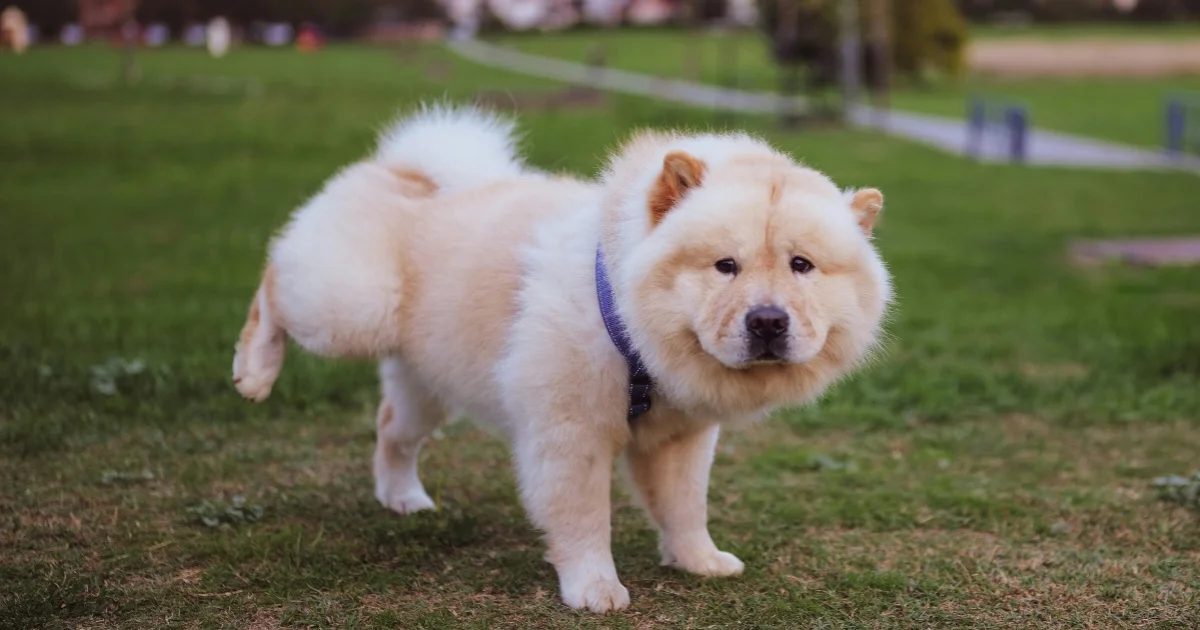 Chow Chow