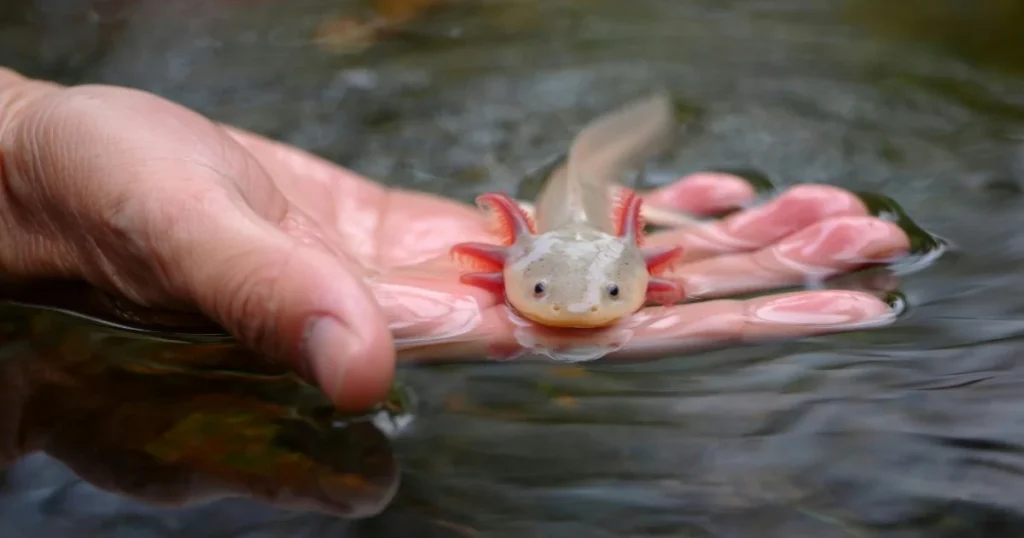 wildlife animal adaptations Axolotl’s Regeneration