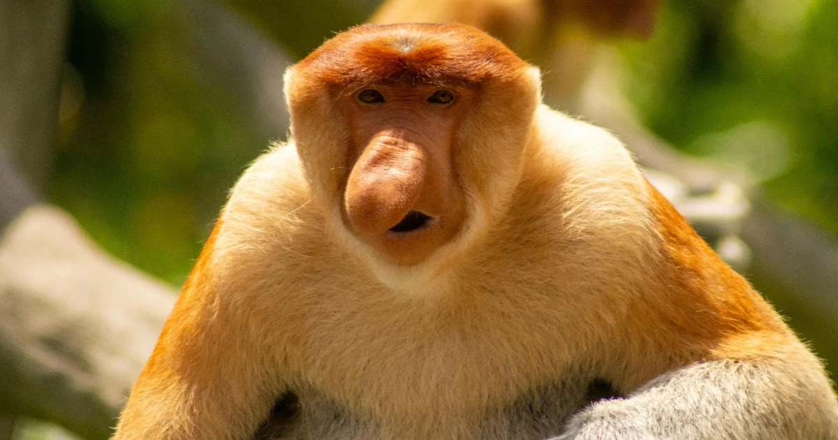 Close up of Proboscis Monkey Close up of Proboscis Monkey