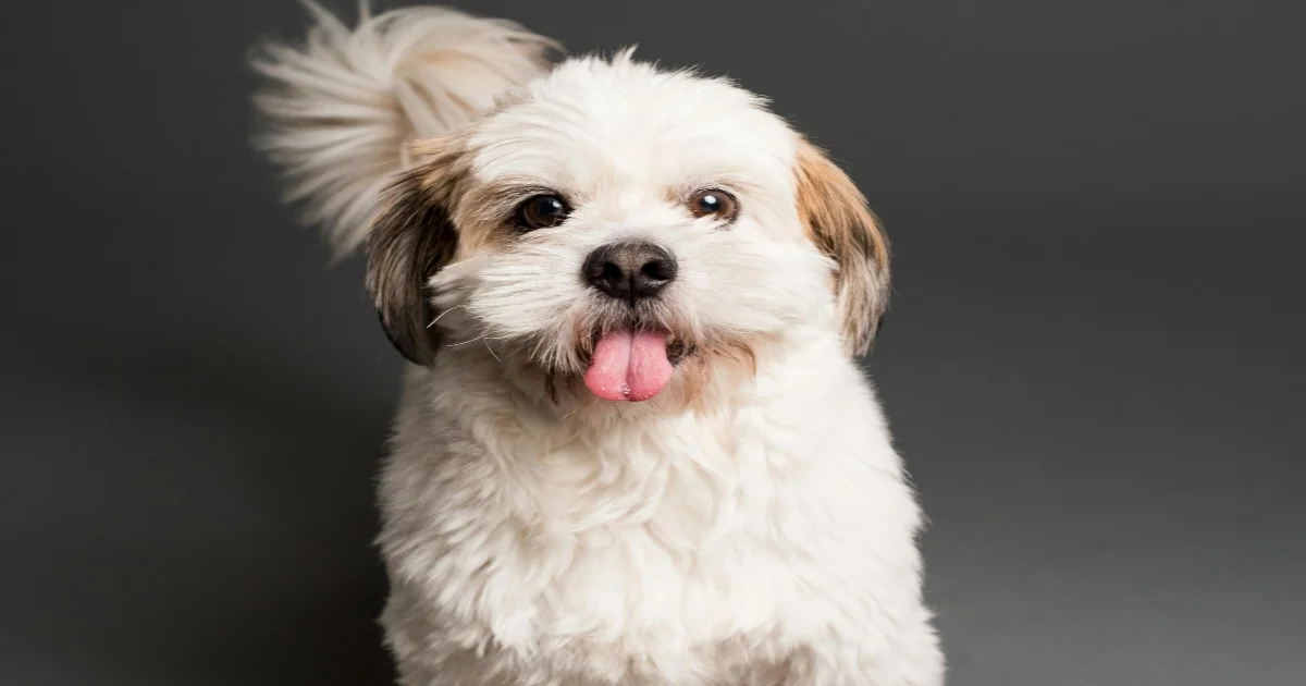 Close up of Shih Tzu