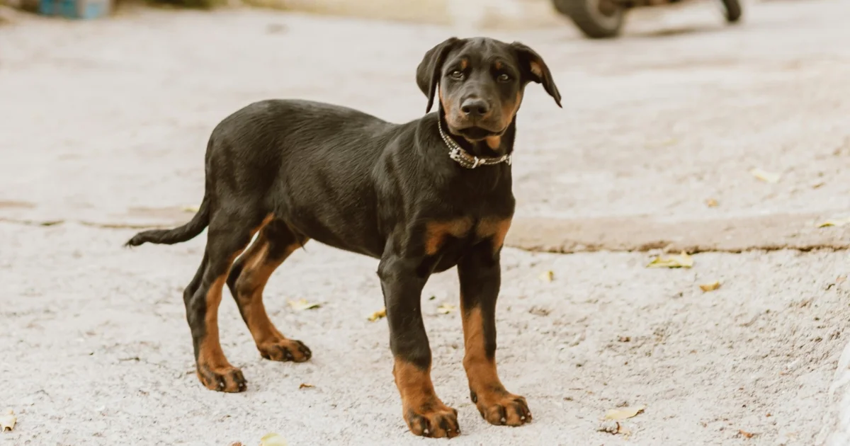 Doberman Pinscher
