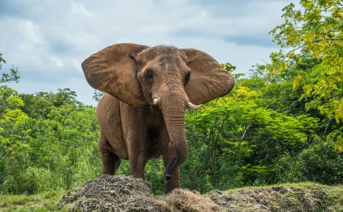 unique animal adaptations Elephant’s Cooling Ears