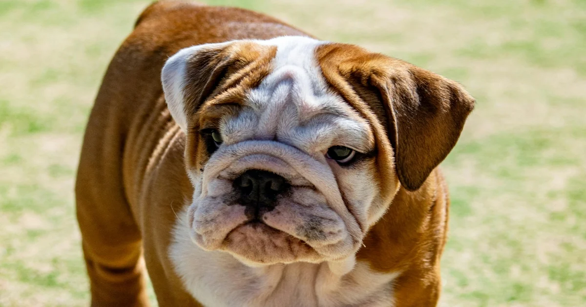 English Bulldog
