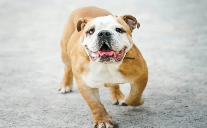English Bulldog