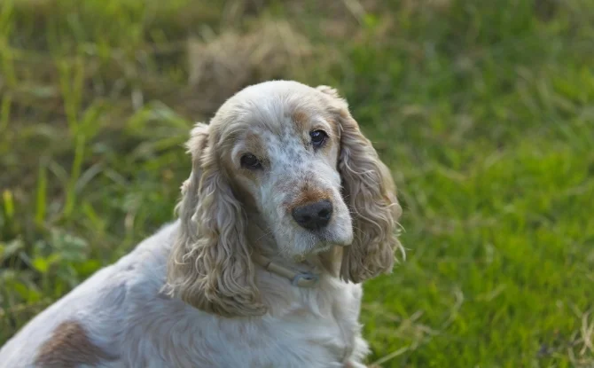 English Cocker Spaniel