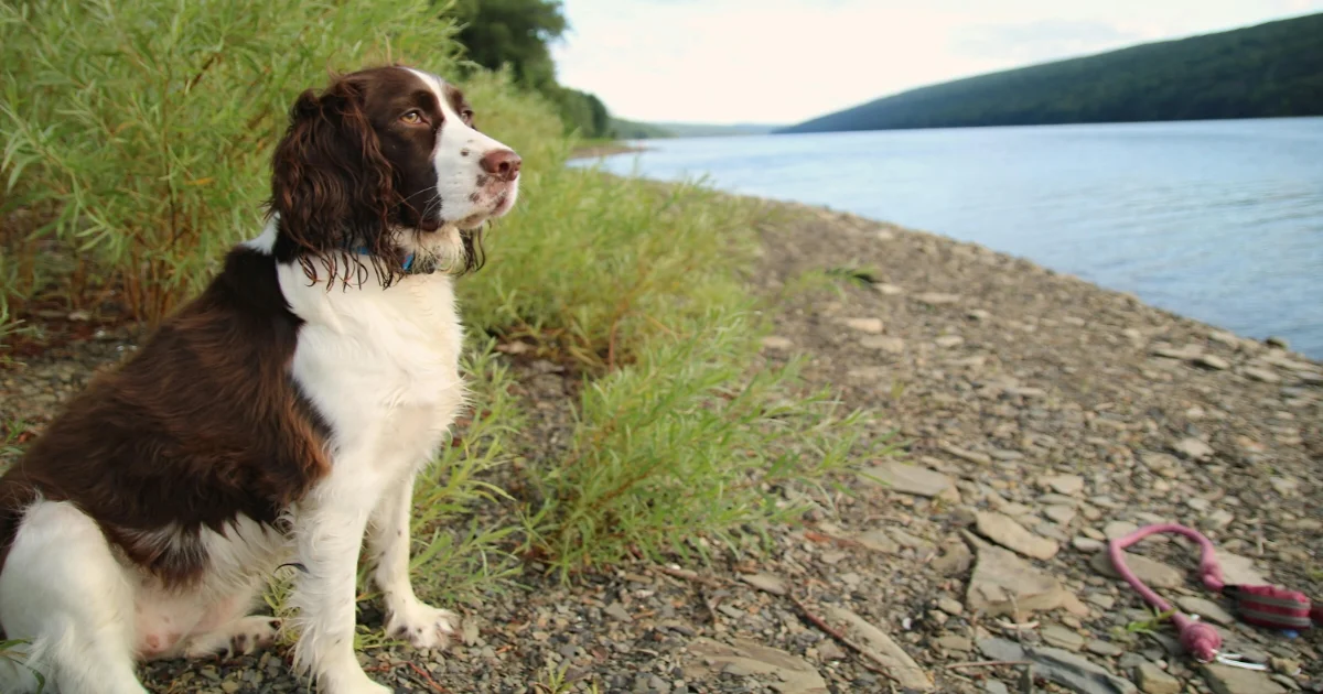 English Springer Spaniel