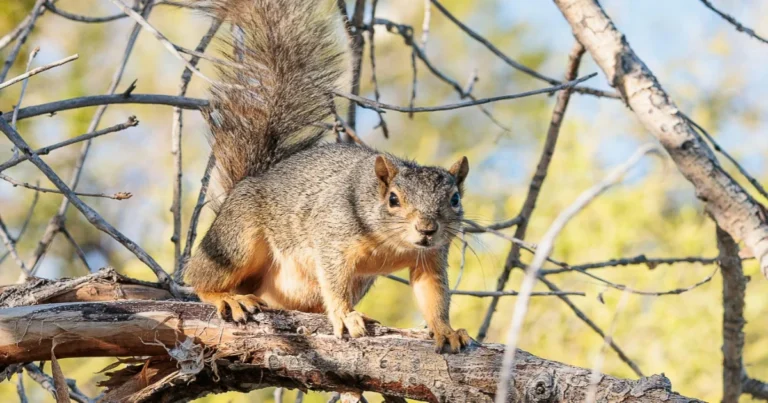 Fox Squirrel on Tree