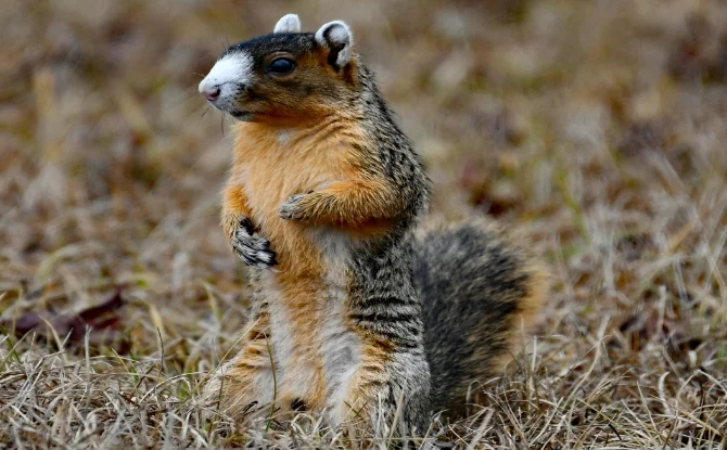 Fox Squirrel