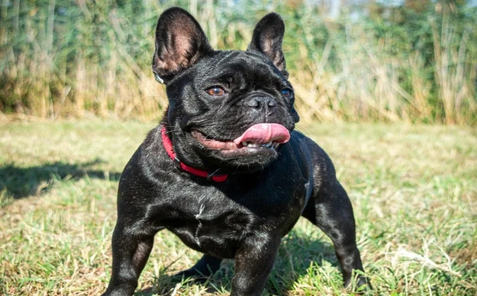 French Bulldog