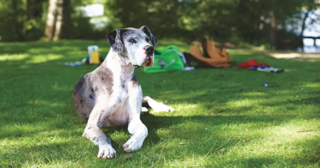 Great Dane
