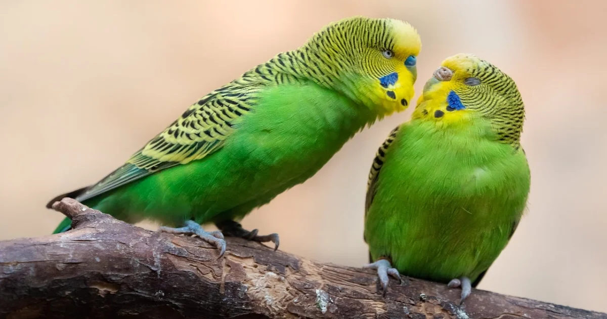 Green Budgerigar Parrots