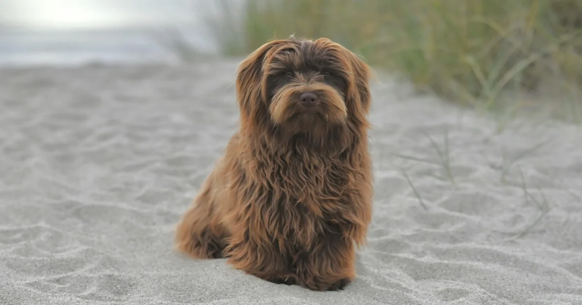 Havanese