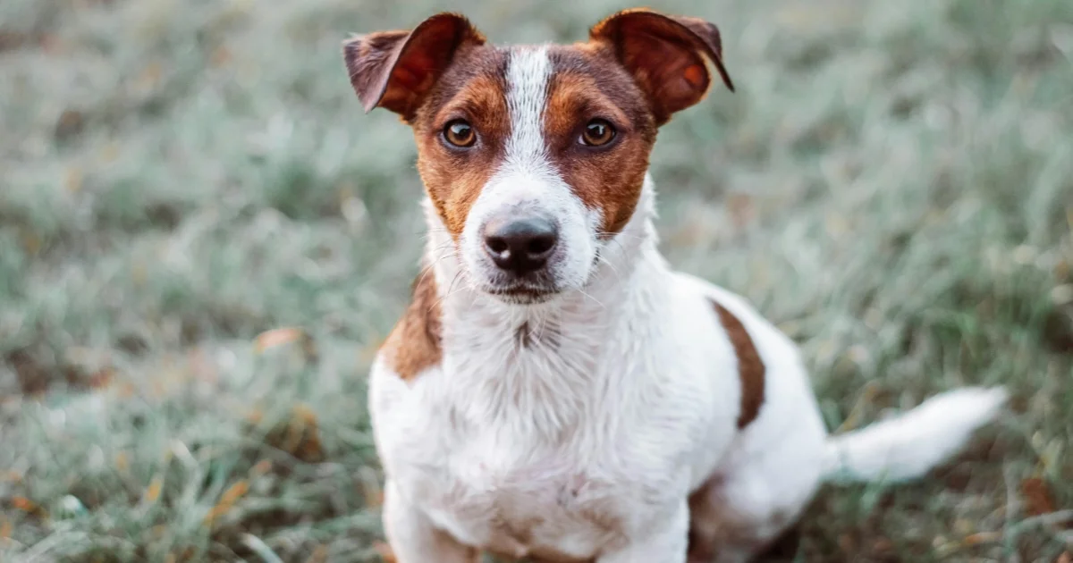 Jack Russell Terrier