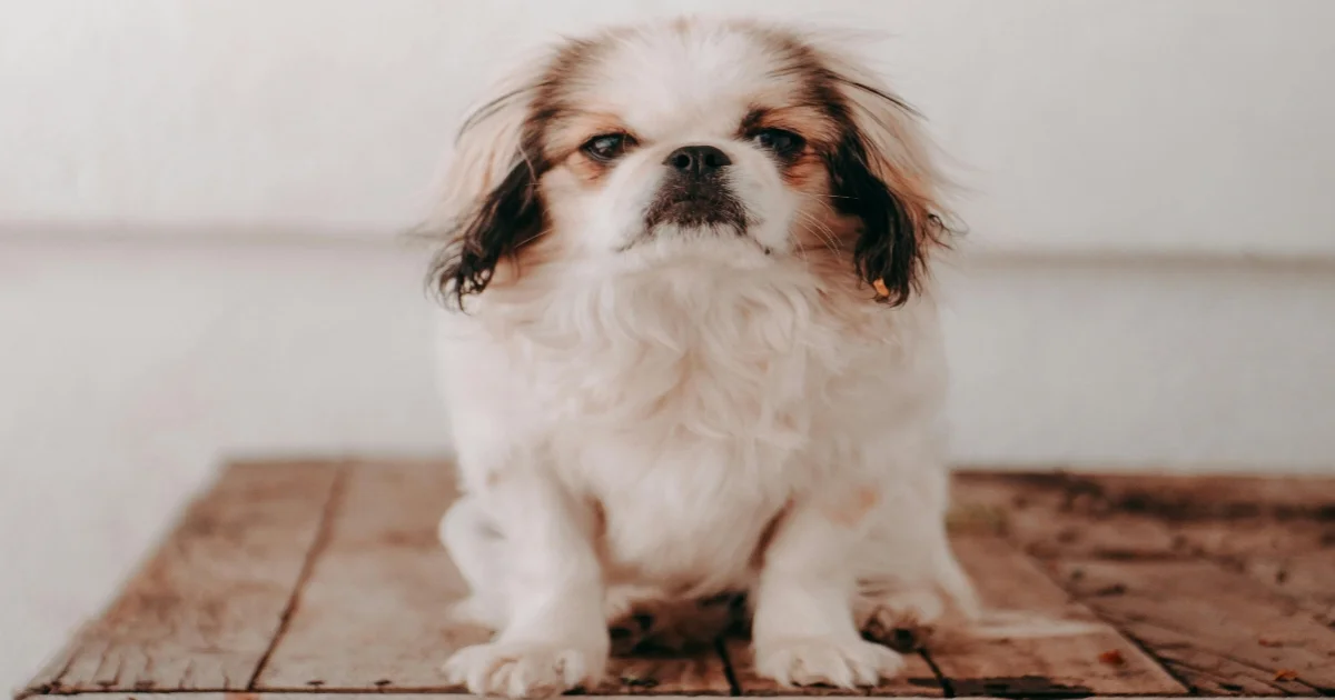 Japanese Chin