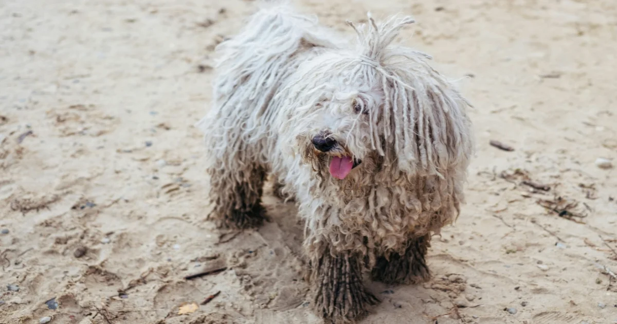 Komondor