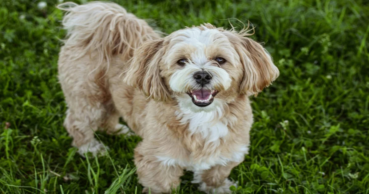 Lhasa Apso