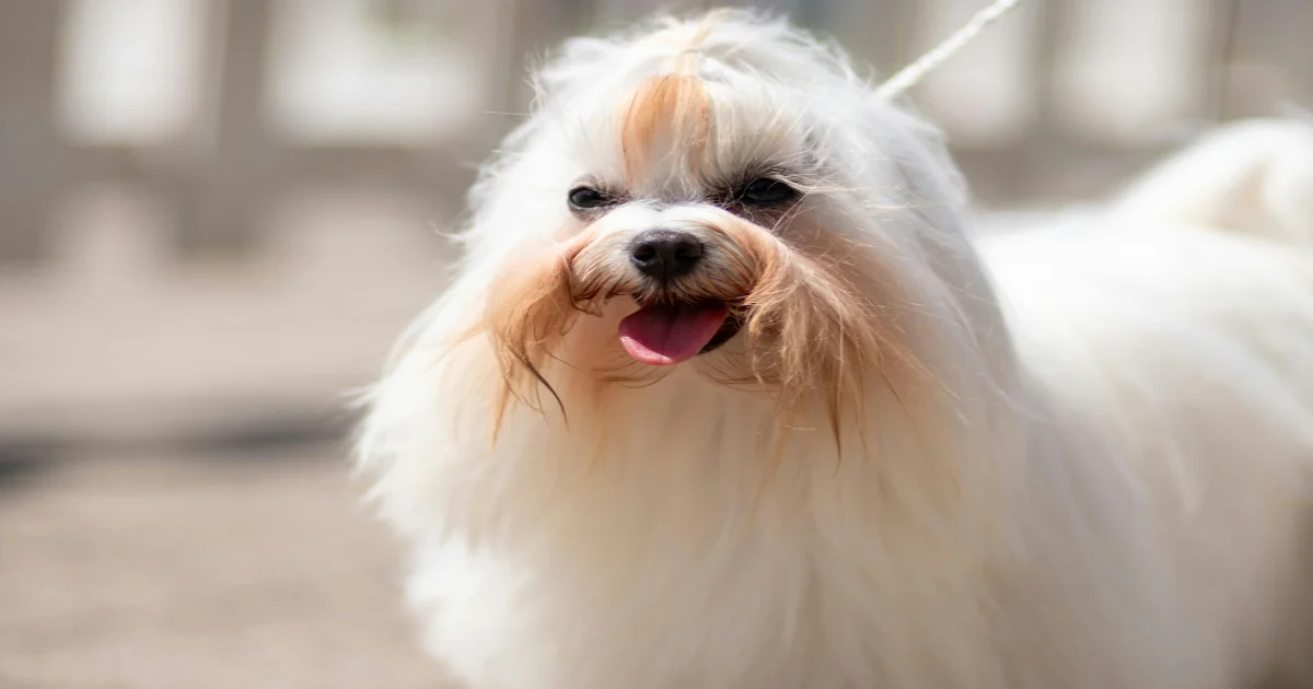 Maltese Dog