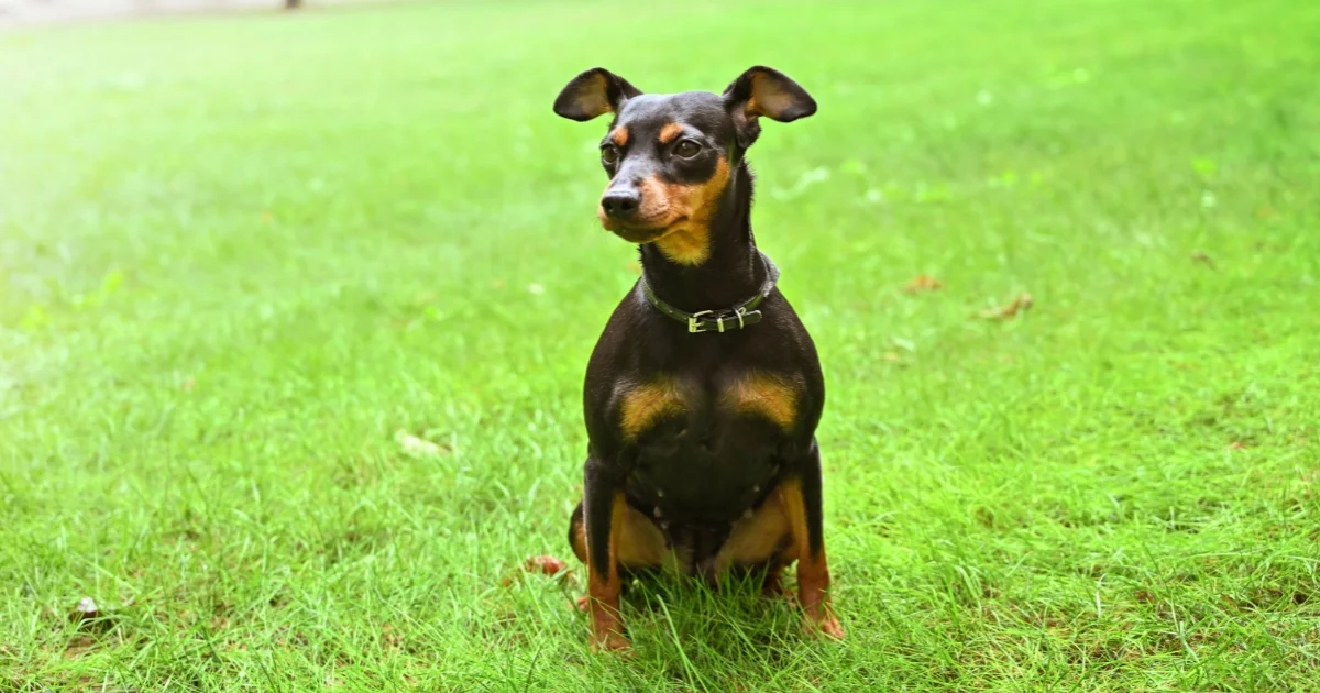 Miniature Pinscher