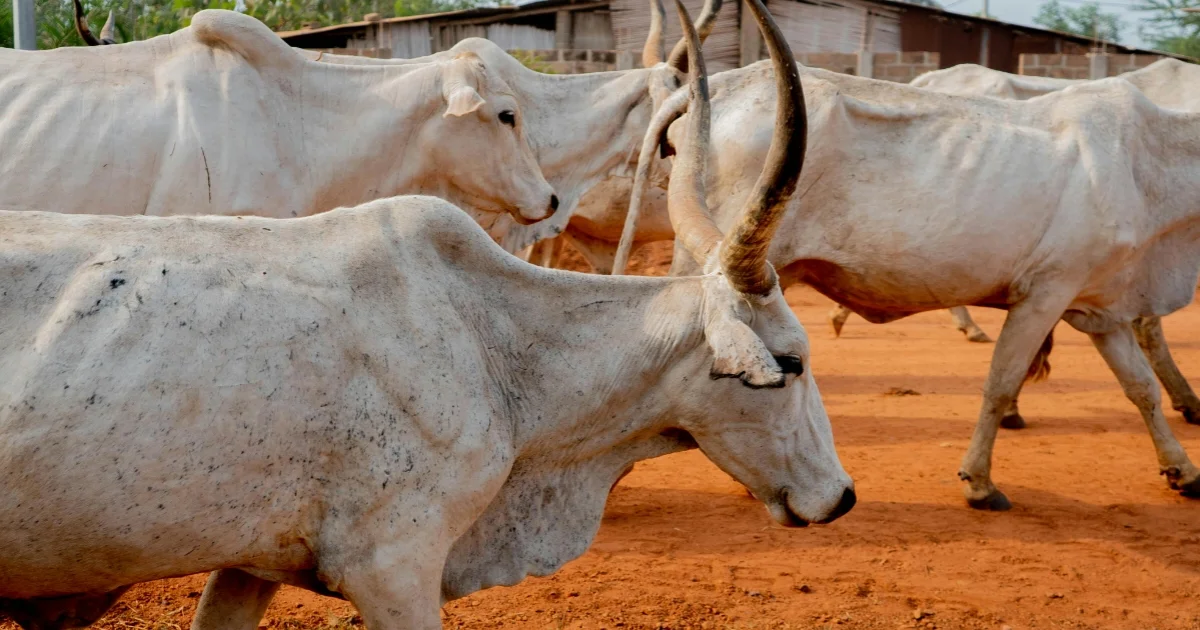 Nelore Cattle